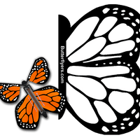 Color Me Monarch Exploding Butterfly Card with Orange Monarch wind up flying butterfly from butterflyers.com