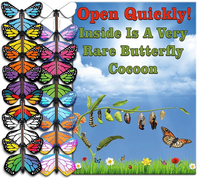 Rare Butterfly Cocoon Greeting Card With Surprise Wind Up Flying Butterfly Bismuth Monarch Butterfly by Butterflyers Rare Butterfly Cocoon Greeting Card With Surprise Wind Up Flying Butterfly Bismuth Monarch Butterfly by Butterflyers