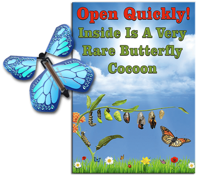 Rare Cocoon Butterfly greeting card with Cobalt Blue wind up flying butterfly from butterflyers.com