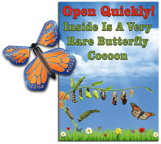 Rare Cocoon Butterfly greeting card with Cobalt Orange wind up flying butterfly from butterflyers.com