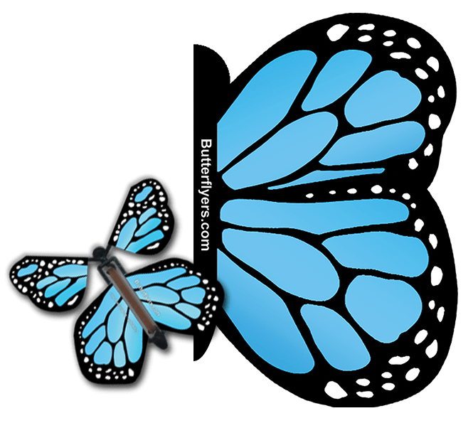 Blue Monarch Exploding Butterfly Card with Blue Monarch wind up flying butterfly from butterflyers.com