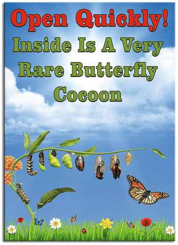 Rare butterfly Cocoon greeting card from butterflyers.com
