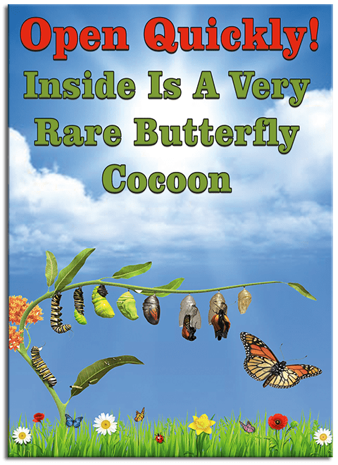 Rare Cocoon Butterfly greeting card cover with wind up flying butterfly from butterflyers.com