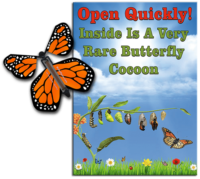 Rare Cocoon Butterfly greeting card with Orange wind up flying butterfly from butterflyers.com