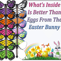 Easter Bunny Butterfly greeting card and wind up flying butterfly rom butterflyers.com