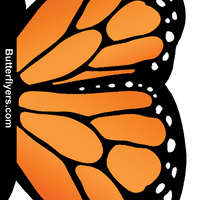 Front Side of Orange Monarch Exploding Butterfly Card with Orange wind up flying butterfly from butterflyers.com