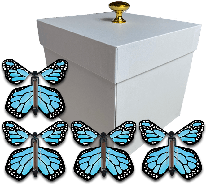 White Exploding Gender Reveal Box With Blue Monarch Flying Butterflies From Butterflyers.com