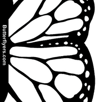 White Monarch Exploding Flying Butterfly Booklet From Butterflyers.com